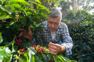 A man examining ripe coffee cherries on a coffee plant in a field.