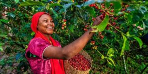 A woman wearing a red headscarf and purple shirt harvesting coffee cherries from a tree while holding a basket.