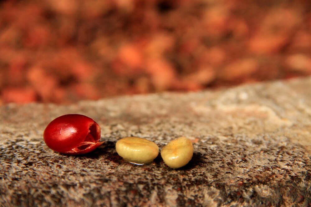washedcoffeebeans
