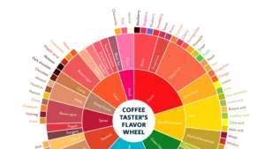 Specialty coffee flavor wheel showing tasting notes like fruity, floral, nutty, and chocolatey vs regular coffee bitter roasty profiles