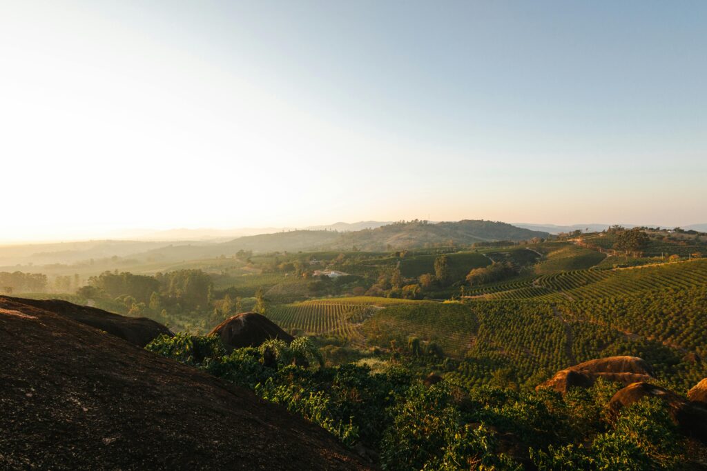 Brazilian coffee farm in Cerrado Minas Gerais with coffee plants, ripe cherries, and rolling countryside. The image shows the origin of speciality Brazilian coffee known for its sweet, nutty, and chocolatey flavour profile.