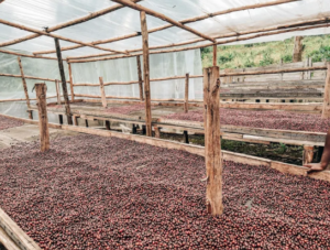 Coffee cherries drying on raised beds inside a covered coffee-processing facility, illustrating the natural dry coffee processing method.