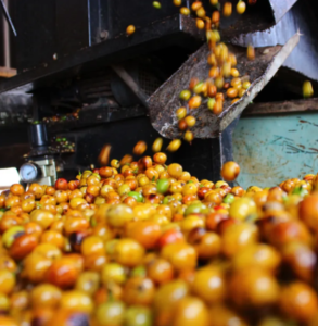 Coffee cherries being mechanically processed at a coffee mill for pulped natural, or semi-washed, coffee production.