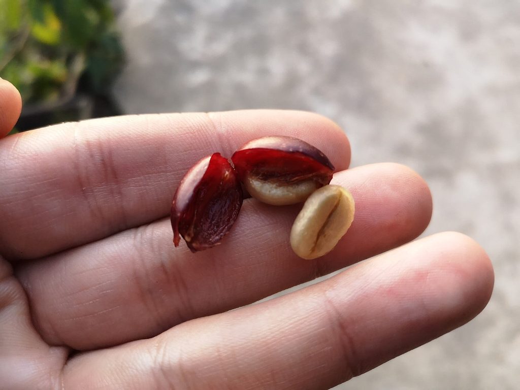 Ripe red coffee cherries cut open to reveal coffee seeds, alongside green unroasted and roasted coffee bean
